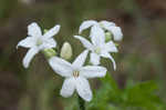 Texas bullnettle